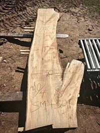 Ambrosia Maple
